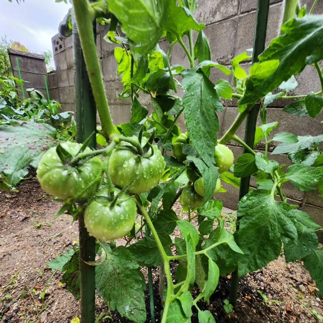 梅雨に入ったからなのか、急な雨で今年の夏野菜さん達も倒れそう...