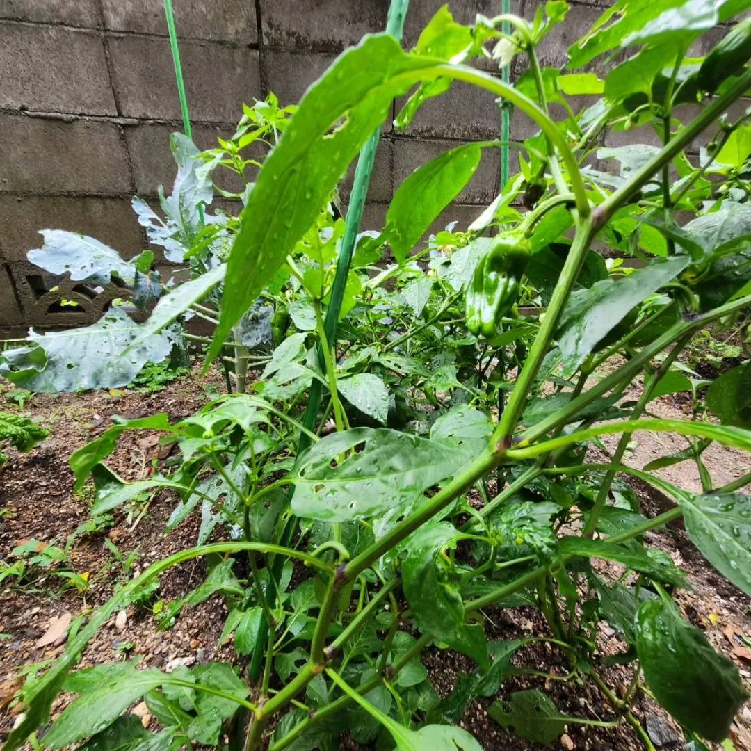 梅雨に入ったからなのか、急な雨で今年の夏野菜さん達も倒れそう...