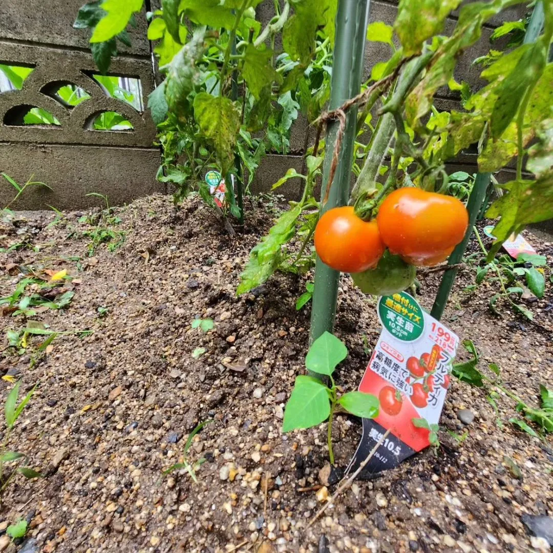 梅雨に入ったからなのか、急な雨で今年の夏野菜さん達も倒れそう...