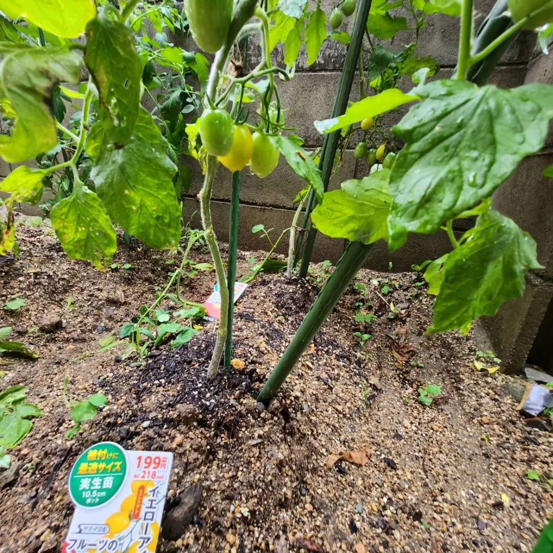 梅雨に入ったからなのか、急な雨で今年の夏野菜さん達も倒れそう...