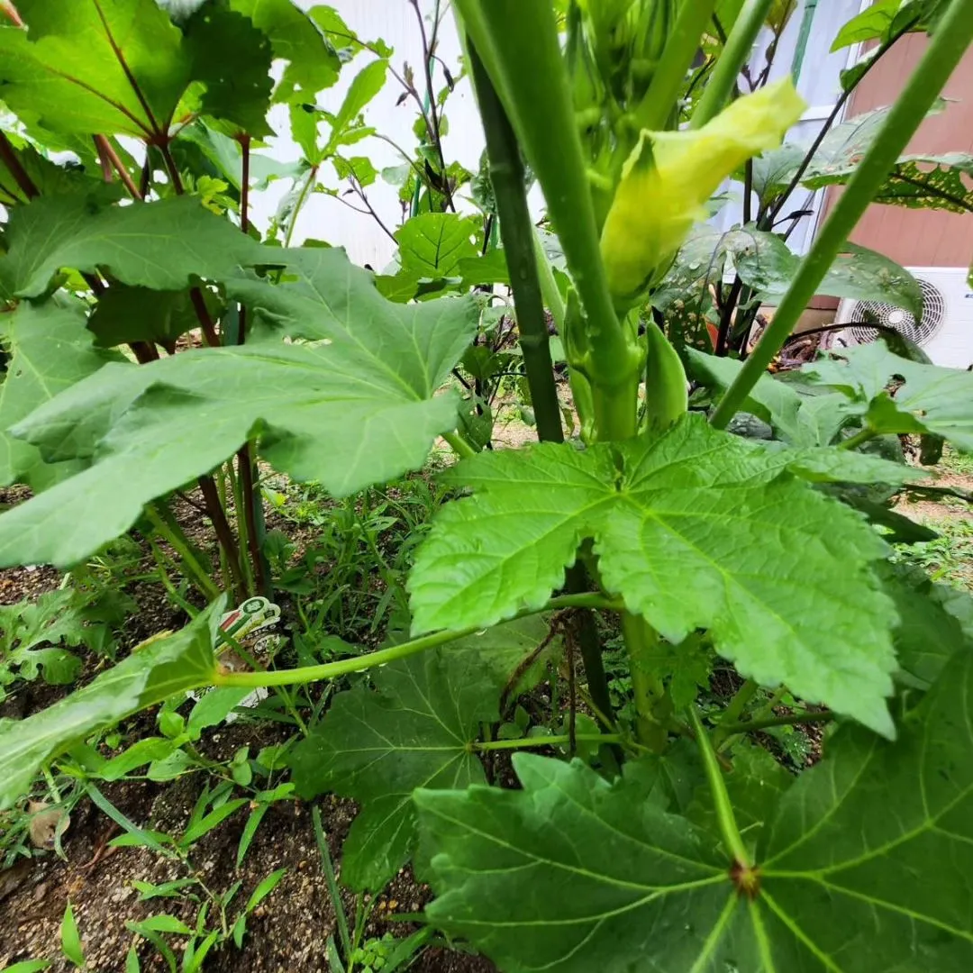 梅雨に入ったからなのか、急な雨で今年の夏野菜さん達も倒れそう...