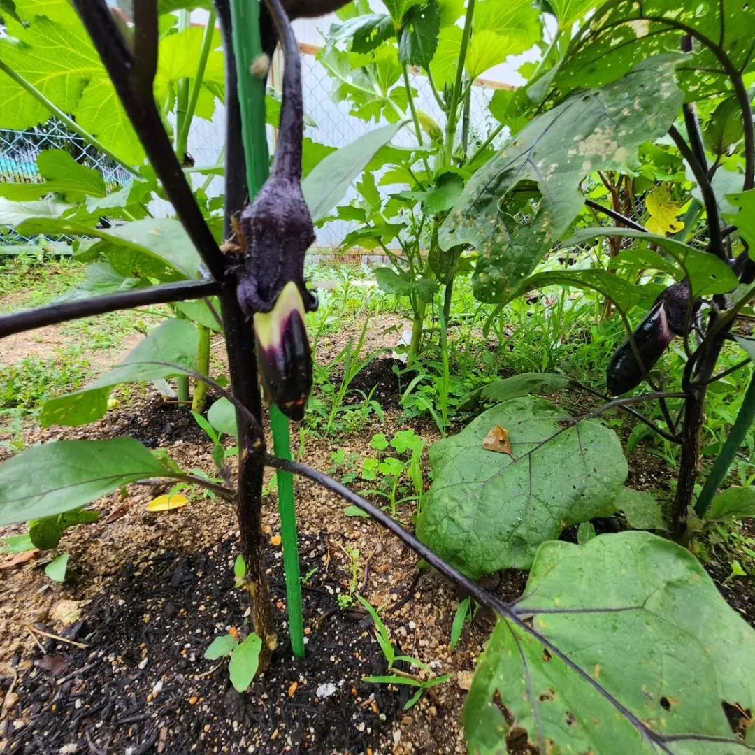 梅雨に入ったからなのか、急な雨で今年の夏野菜さん達も倒れそう...