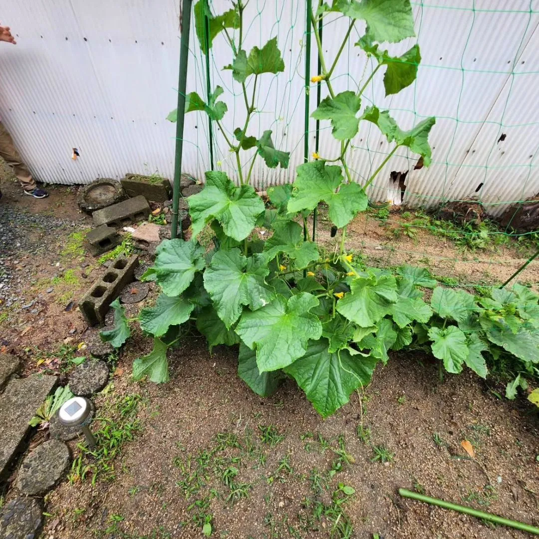 梅雨に入ったからなのか、急な雨で今年の夏野菜さん達も倒れそう...