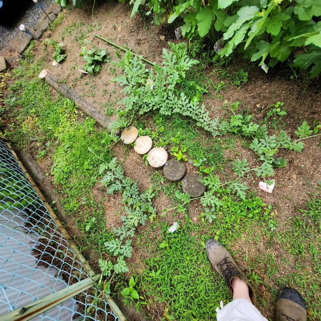 梅雨に入ったからなのか、急な雨で今年の夏野菜さん達も倒れそう...