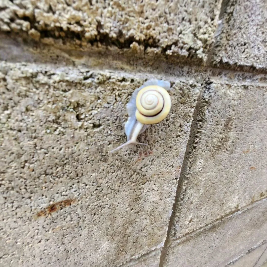 ほのぼのも夏に向けて準備中☀️🍉🌻🐌