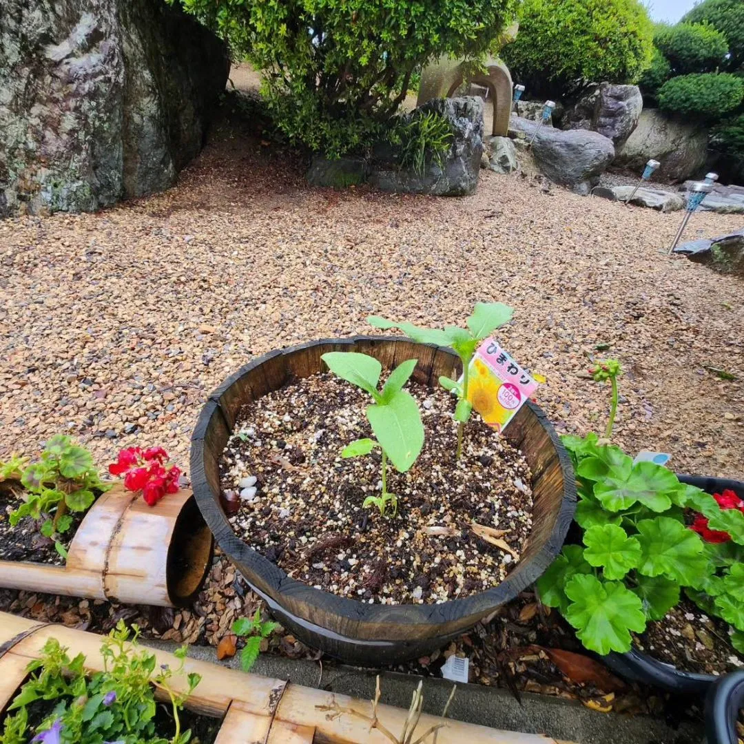 ほのぼのも夏に向けて準備中☀️🍉🌻🐌