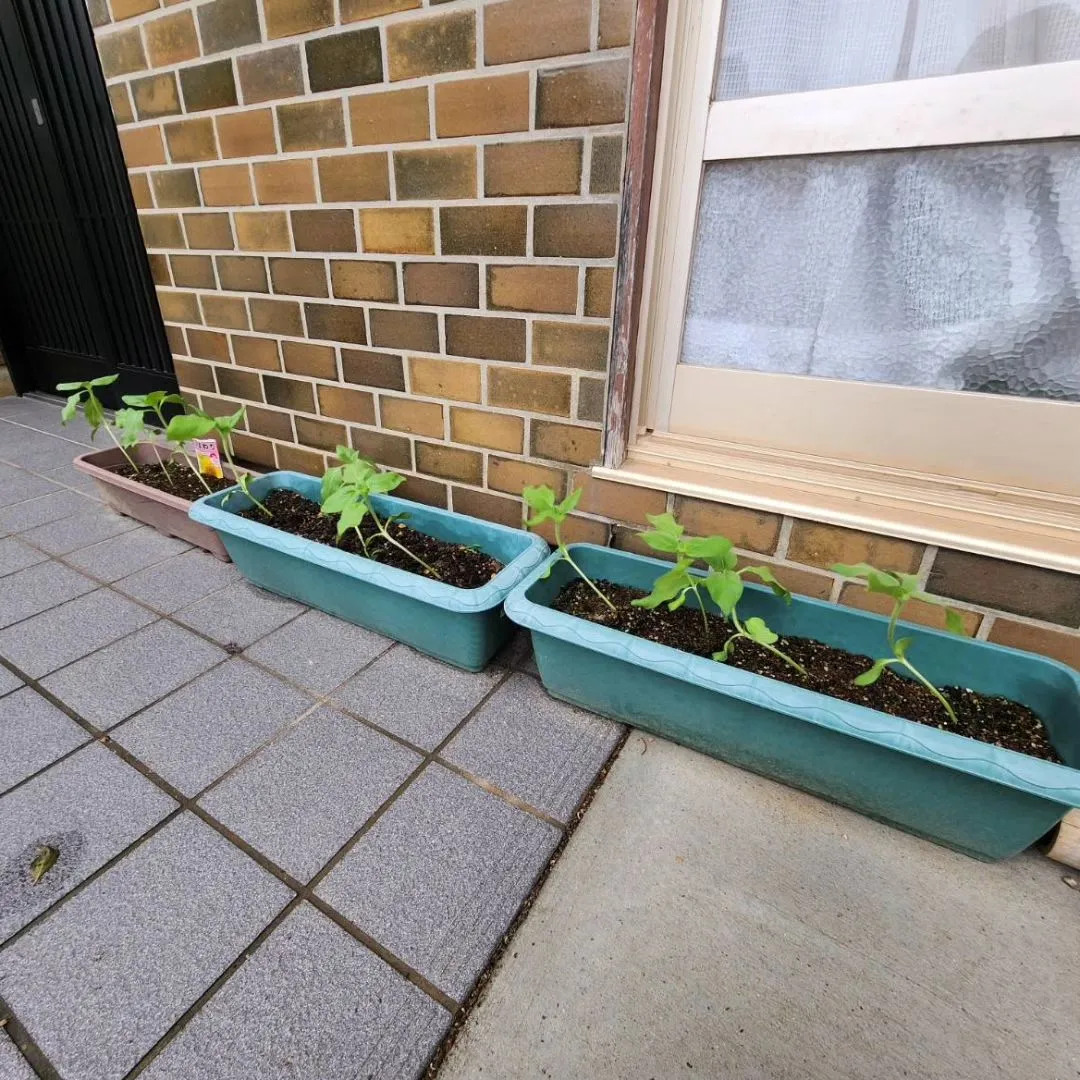 ほのぼのも夏に向けて準備中☀️🍉🌻🐌