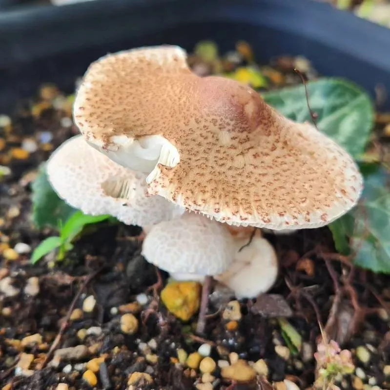 今日の朝、植木鉢に大きなキノコが生えていました🍄