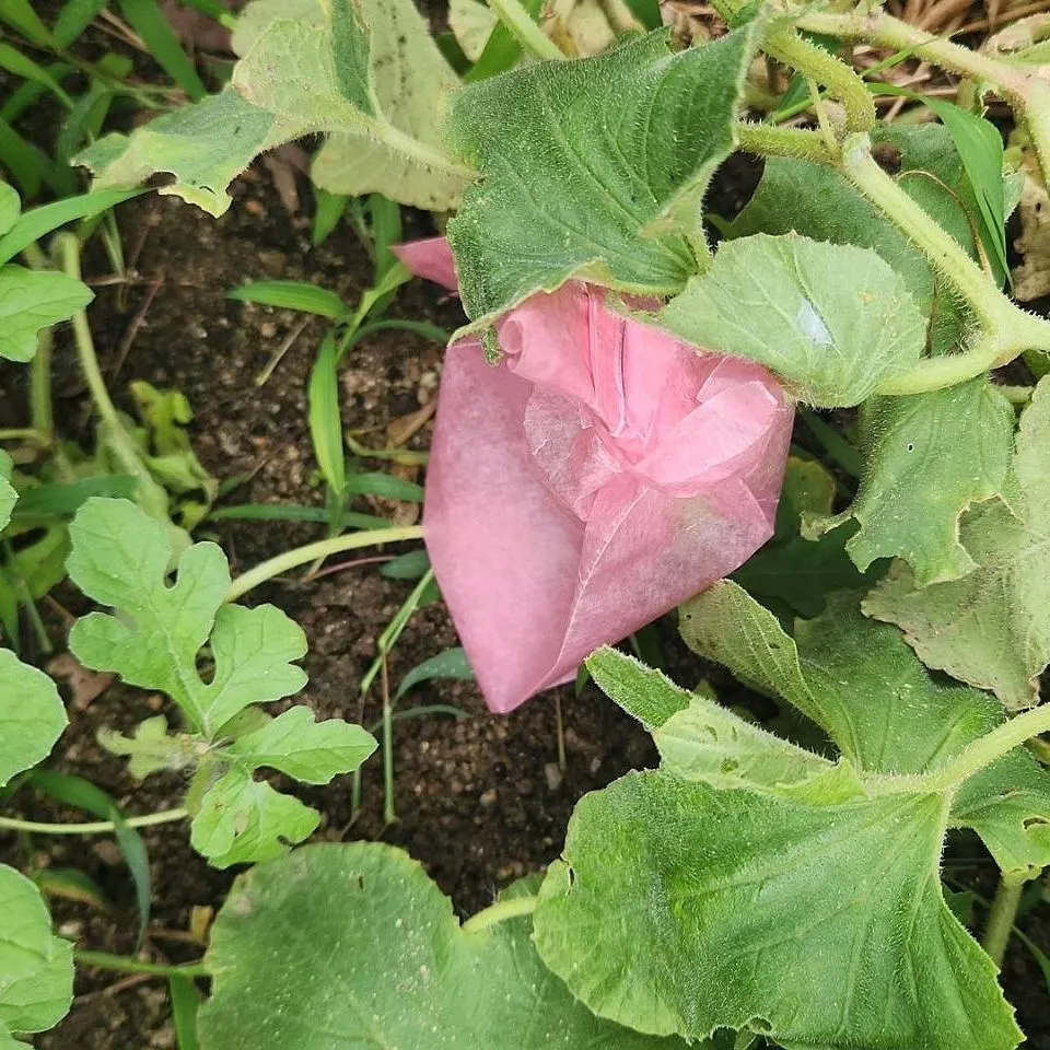 スイカが全滅🍉したので残念がっていましたが