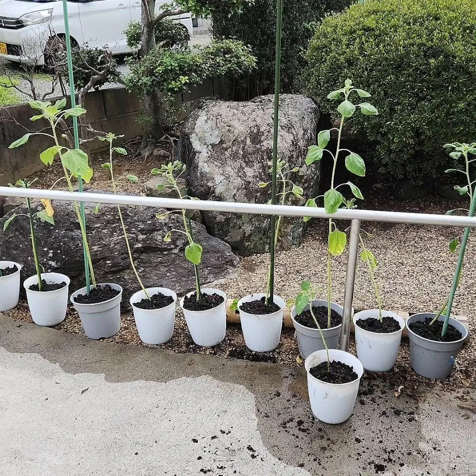 スイカが全滅🍉したので残念がっていましたが