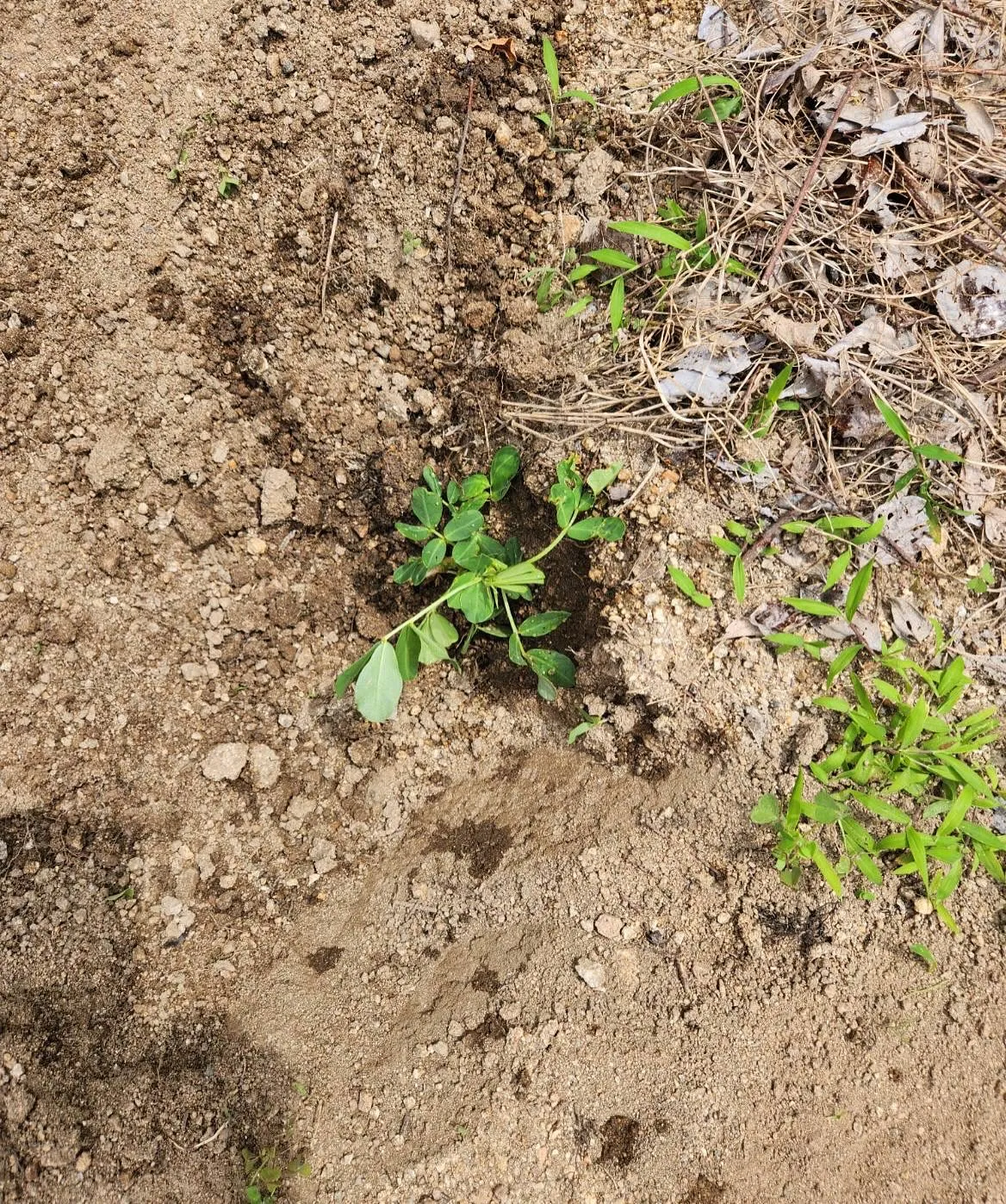 ほのぼのの今年の畑は欲を出さないで