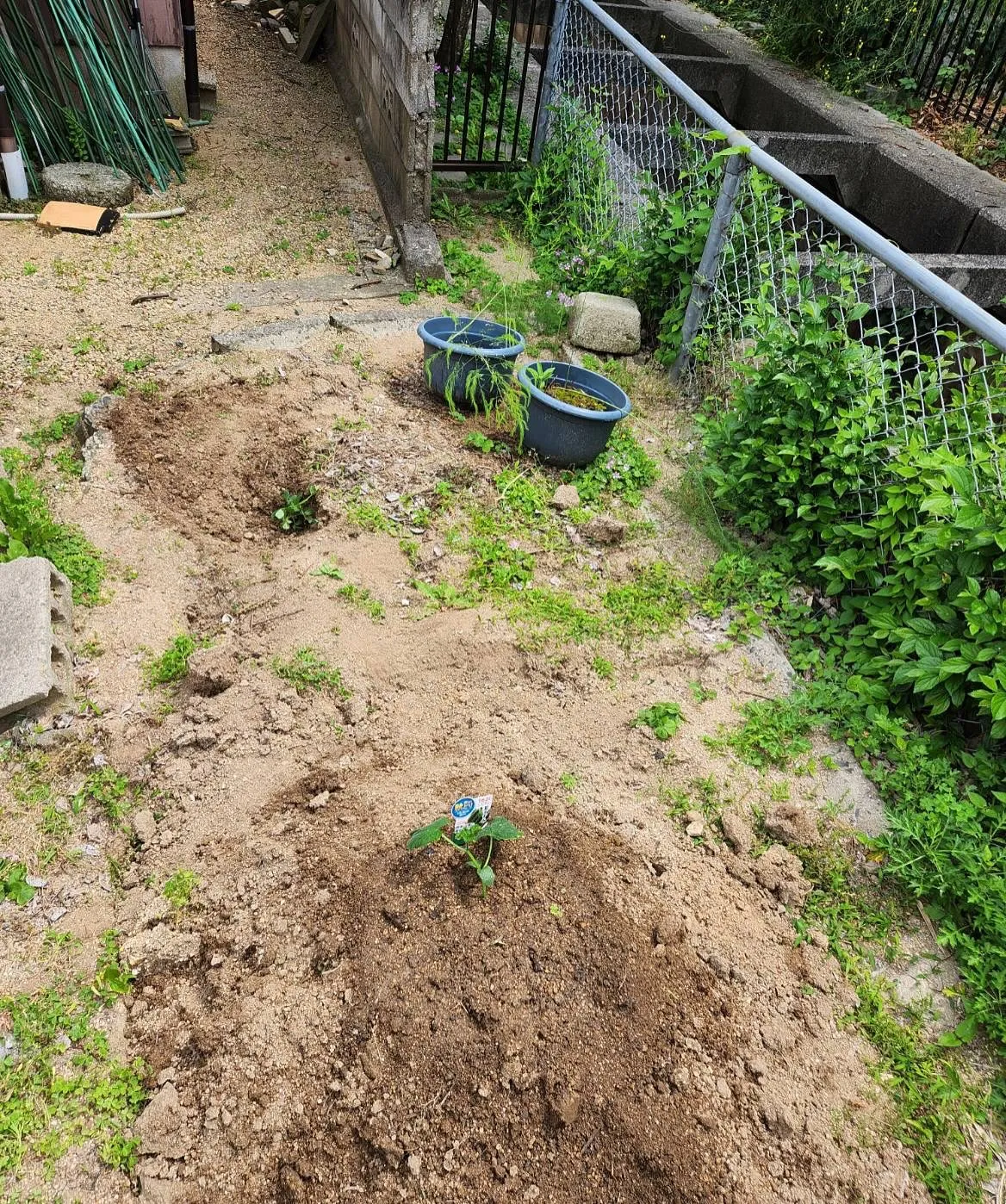 ほのぼのの今年の畑は欲を出さないで