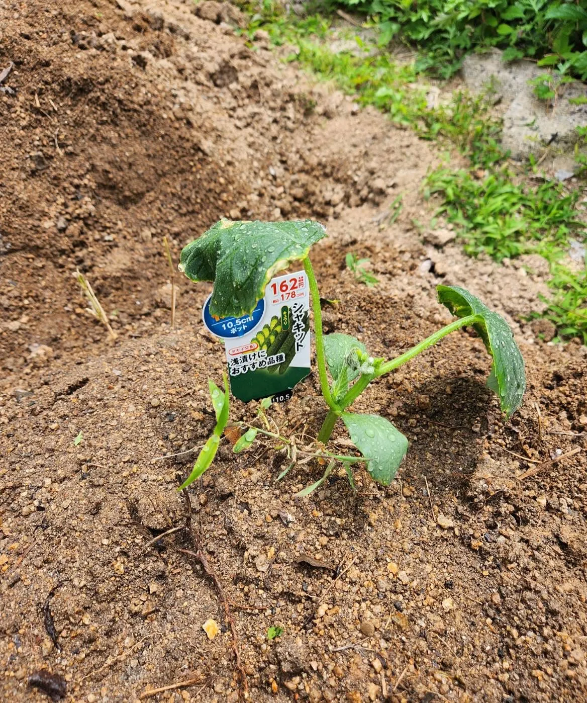 ほのぼのの今年の畑は欲を出さないで