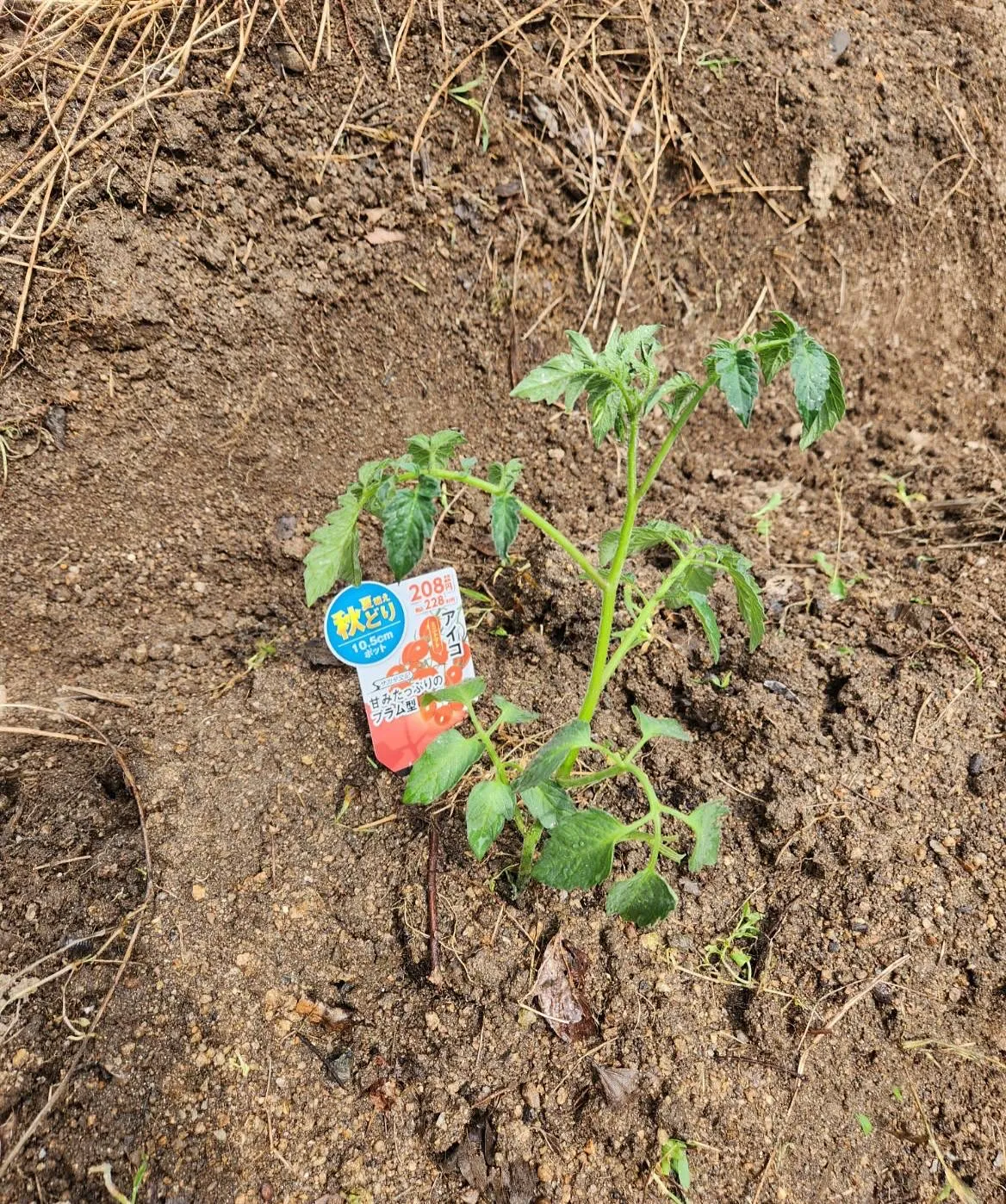 ほのぼのの今年の畑は欲を出さないで
