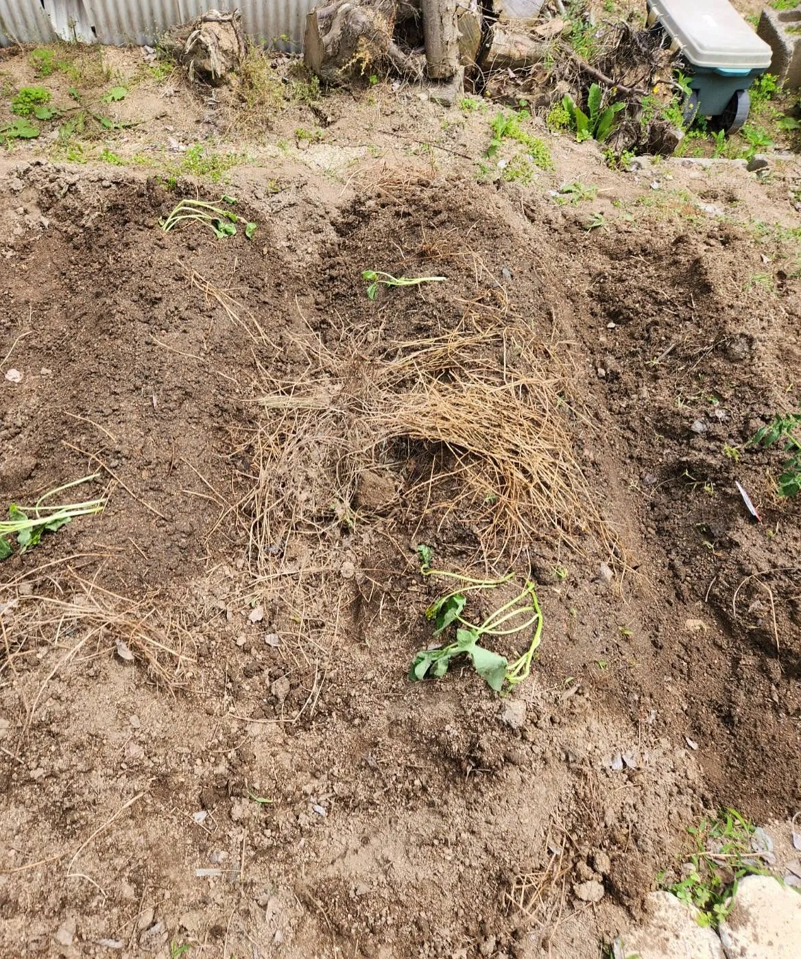 ほのぼのの今年の畑は欲を出さないで