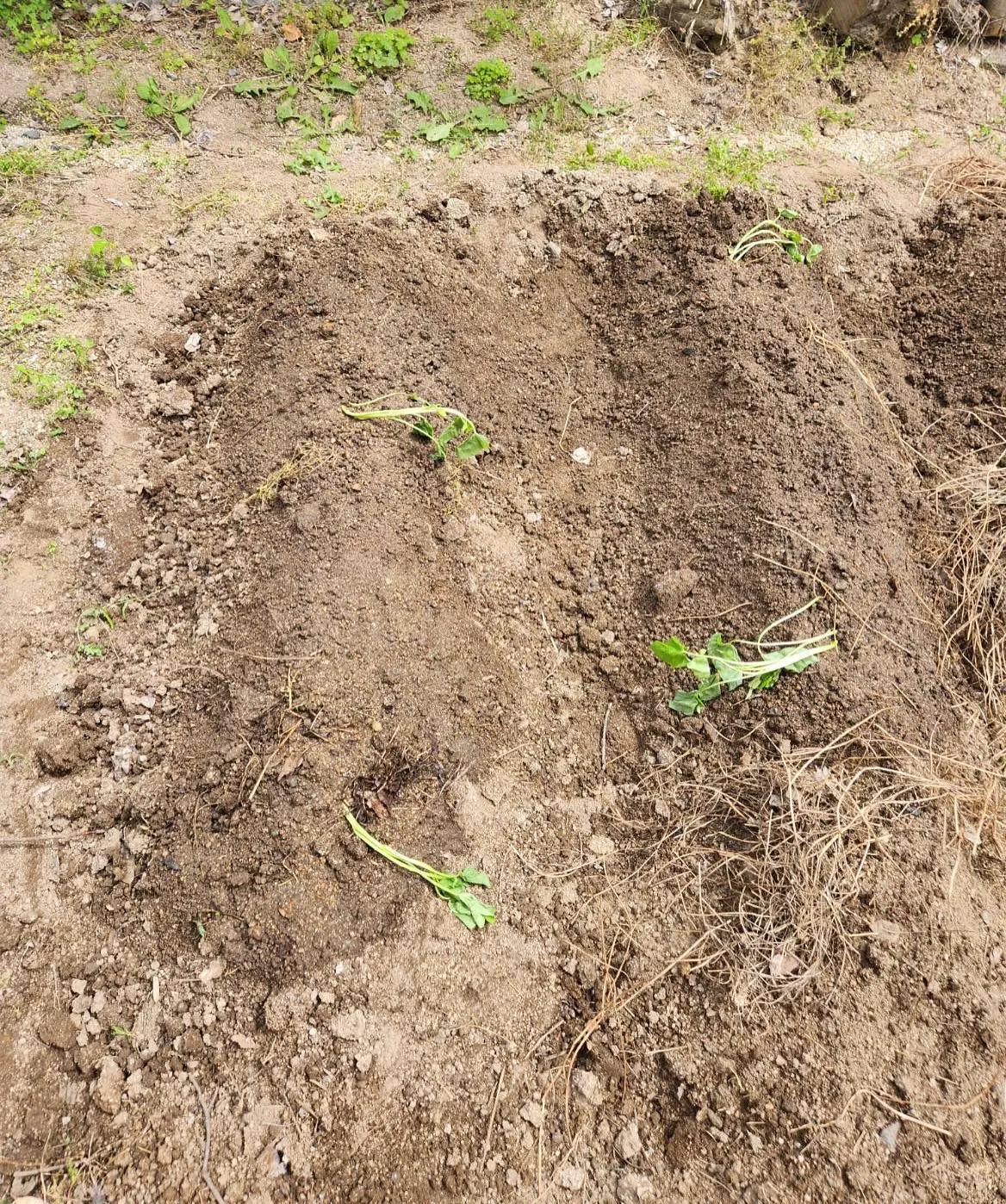 ほのぼのの今年の畑は欲を出さないで