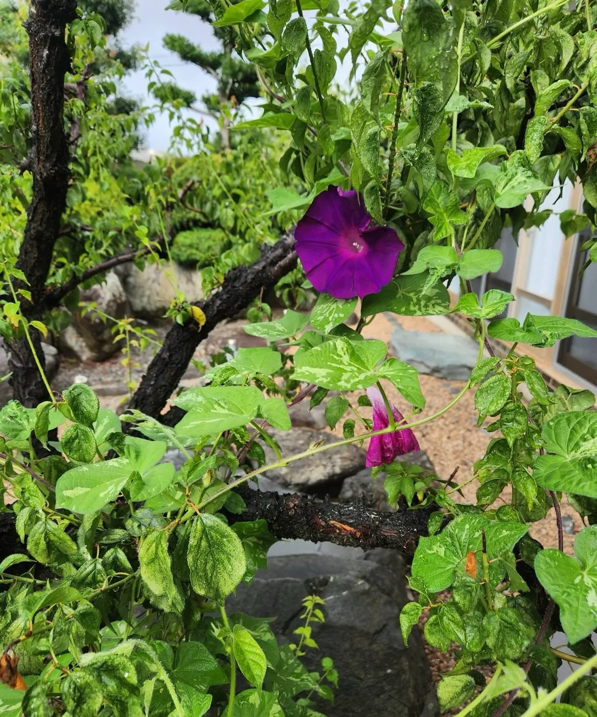 大雨の後にやっと朝顔が咲きました