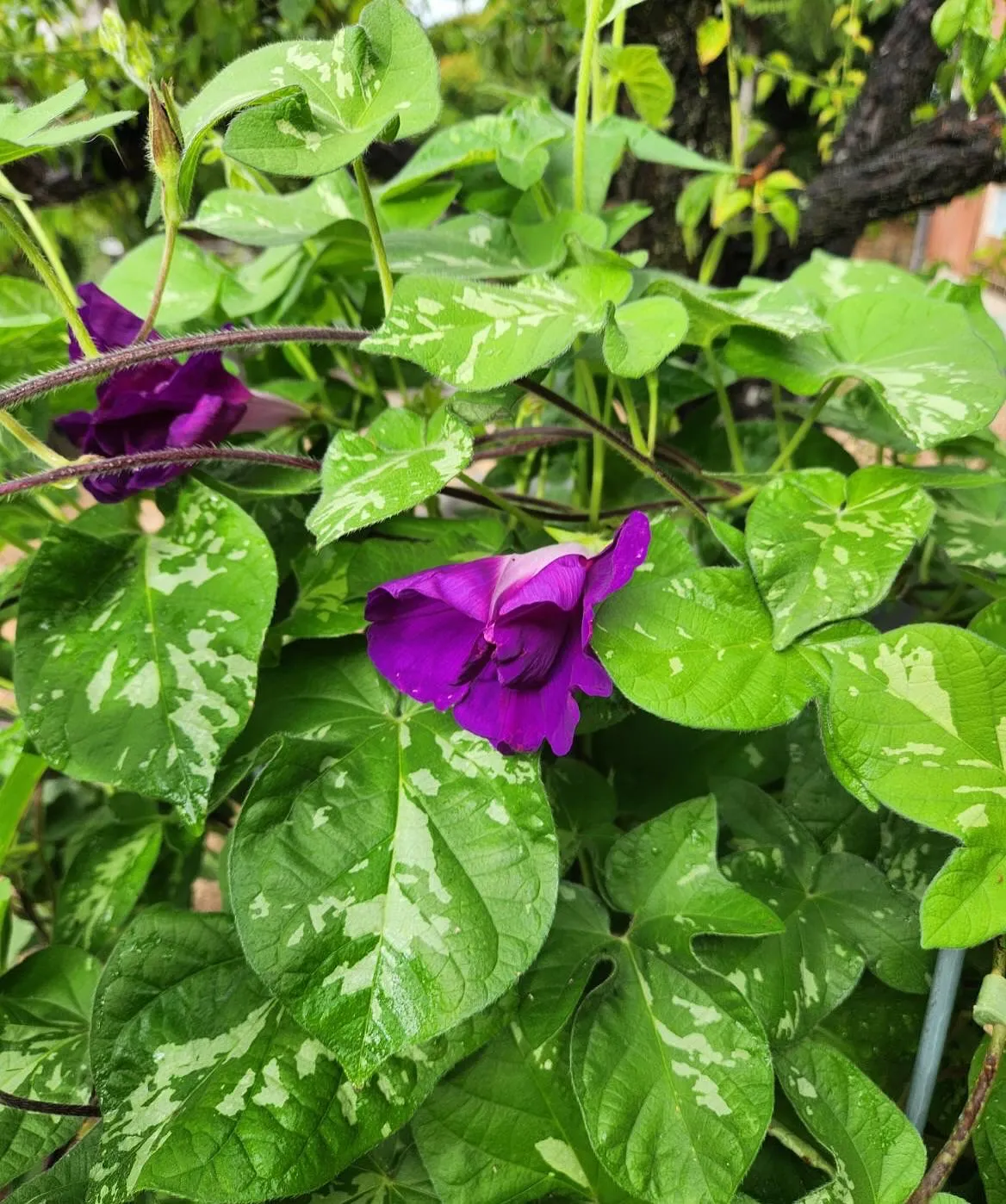 大雨の後にやっと朝顔が咲きました