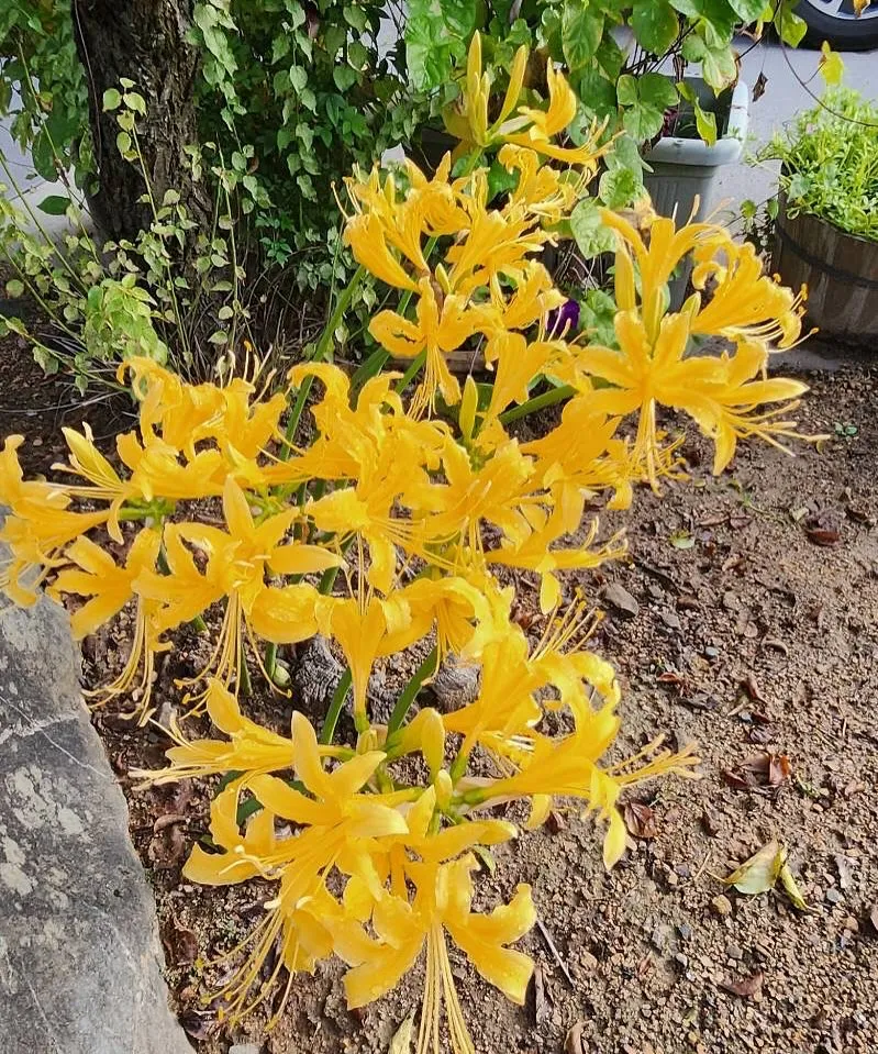 おはようございます☀