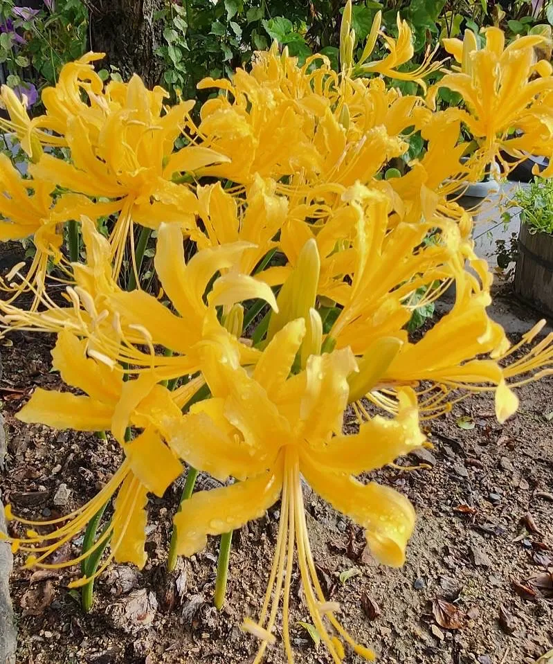 おはようございます☀