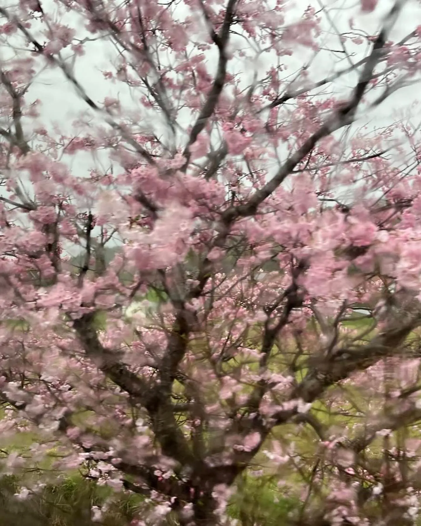 今日から4月1日新しい年度になりました。