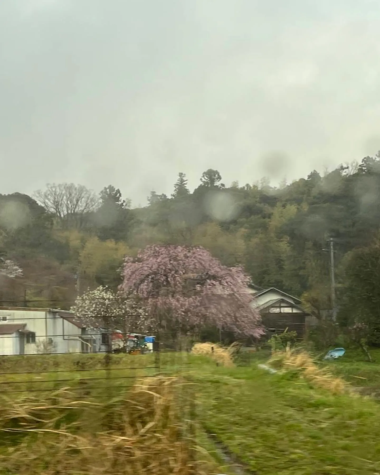 今日から4月1日新しい年度になりました。