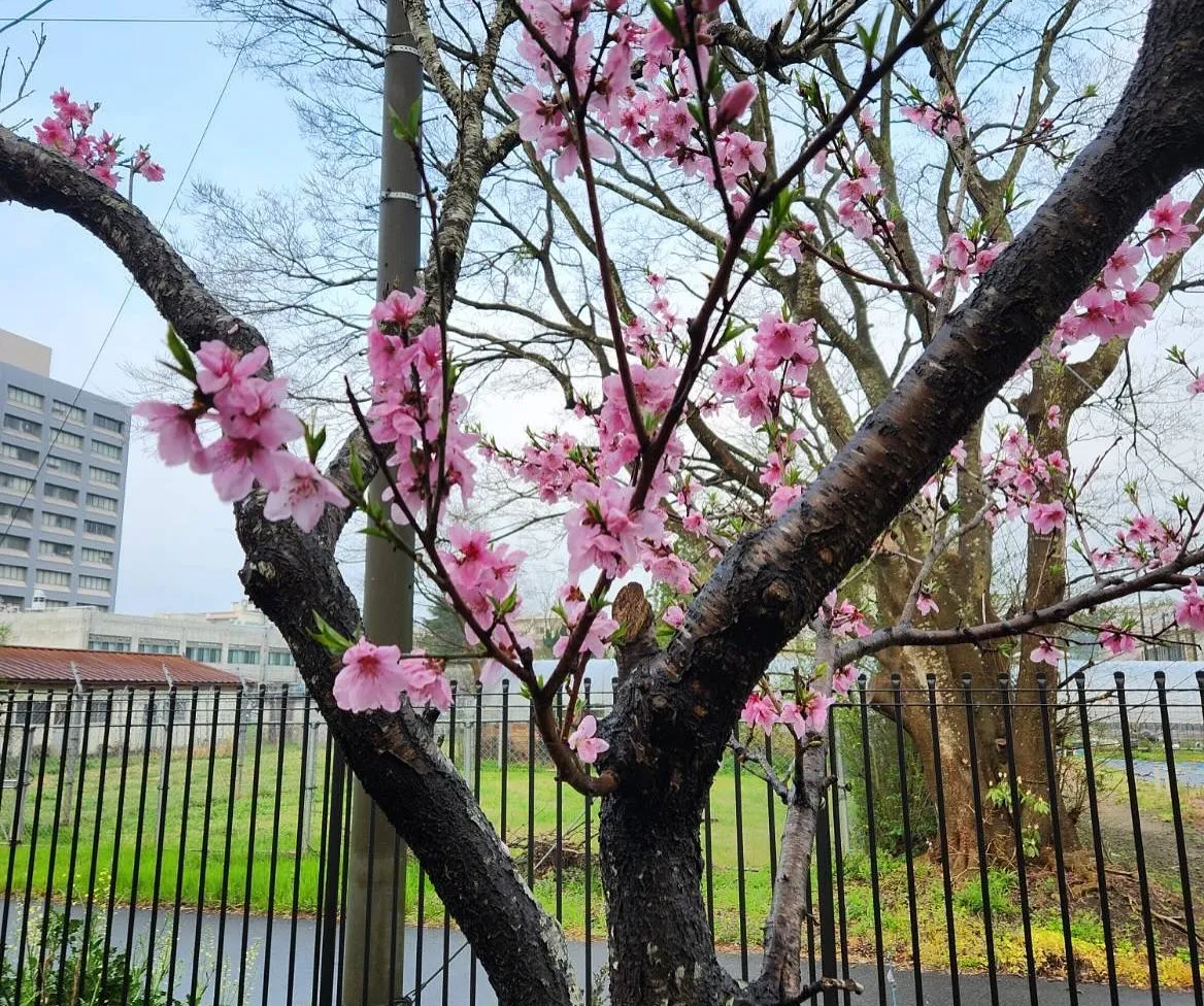4月3日金曜日🥇