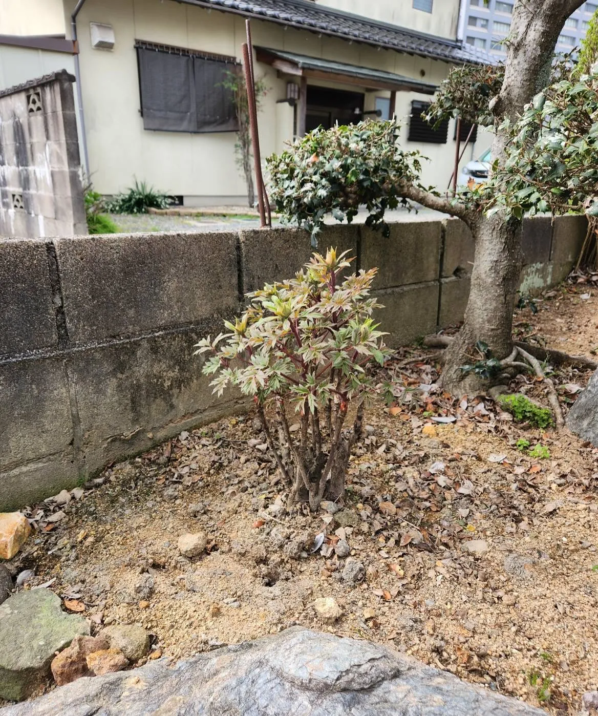 4月14日火曜日🐢