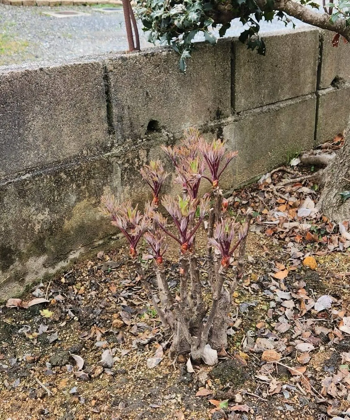 4月14日火曜日🐢