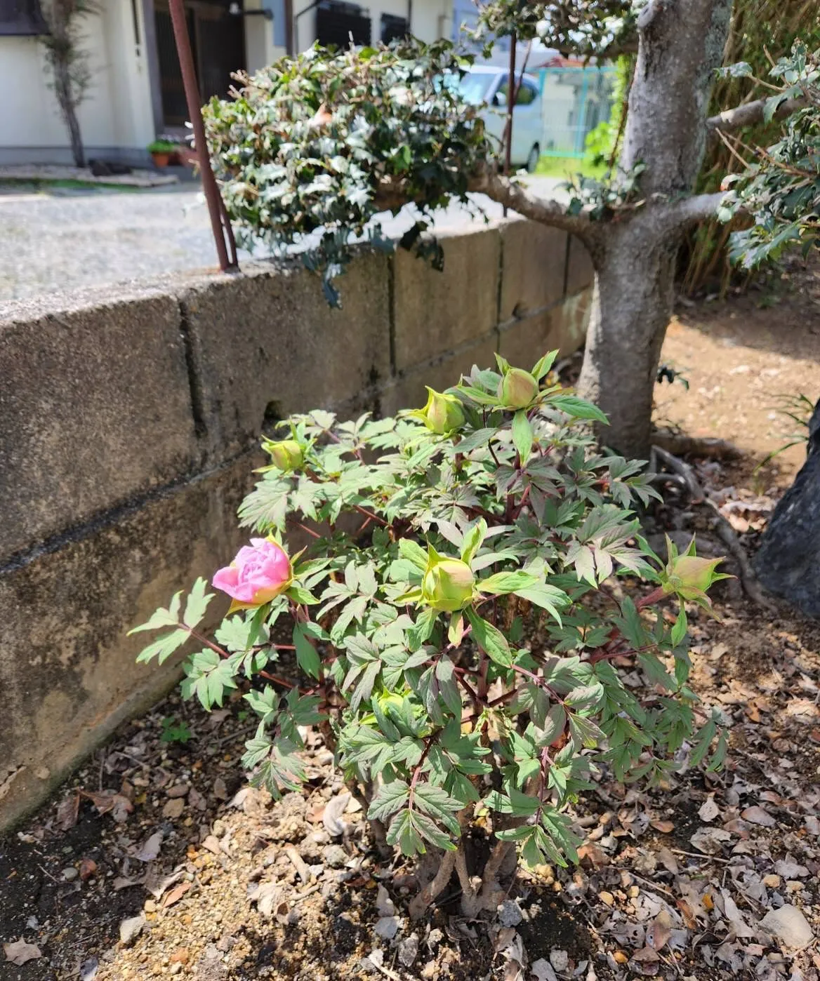 4月24日木曜日🌳🌺
