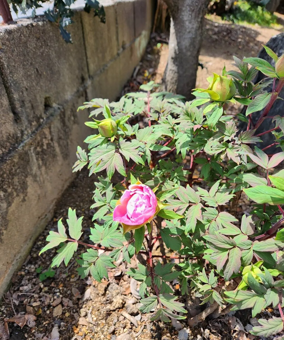 4月24日木曜日🌳🌺