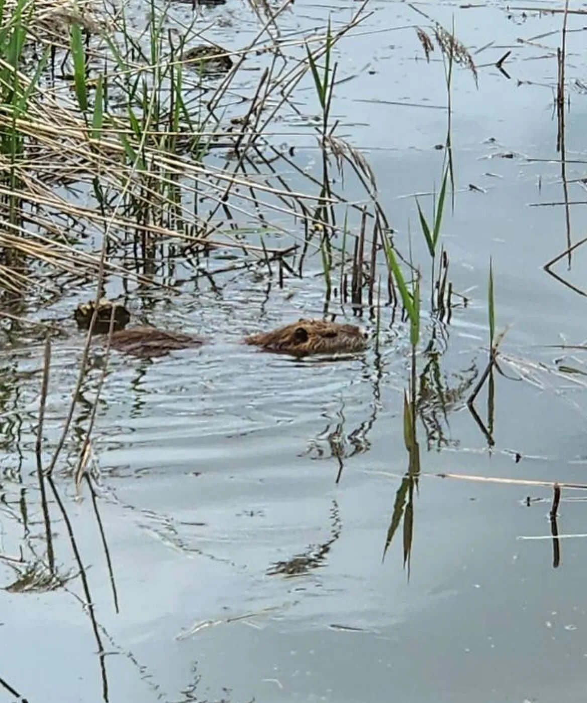 4月29日 水曜日🎌㊗️