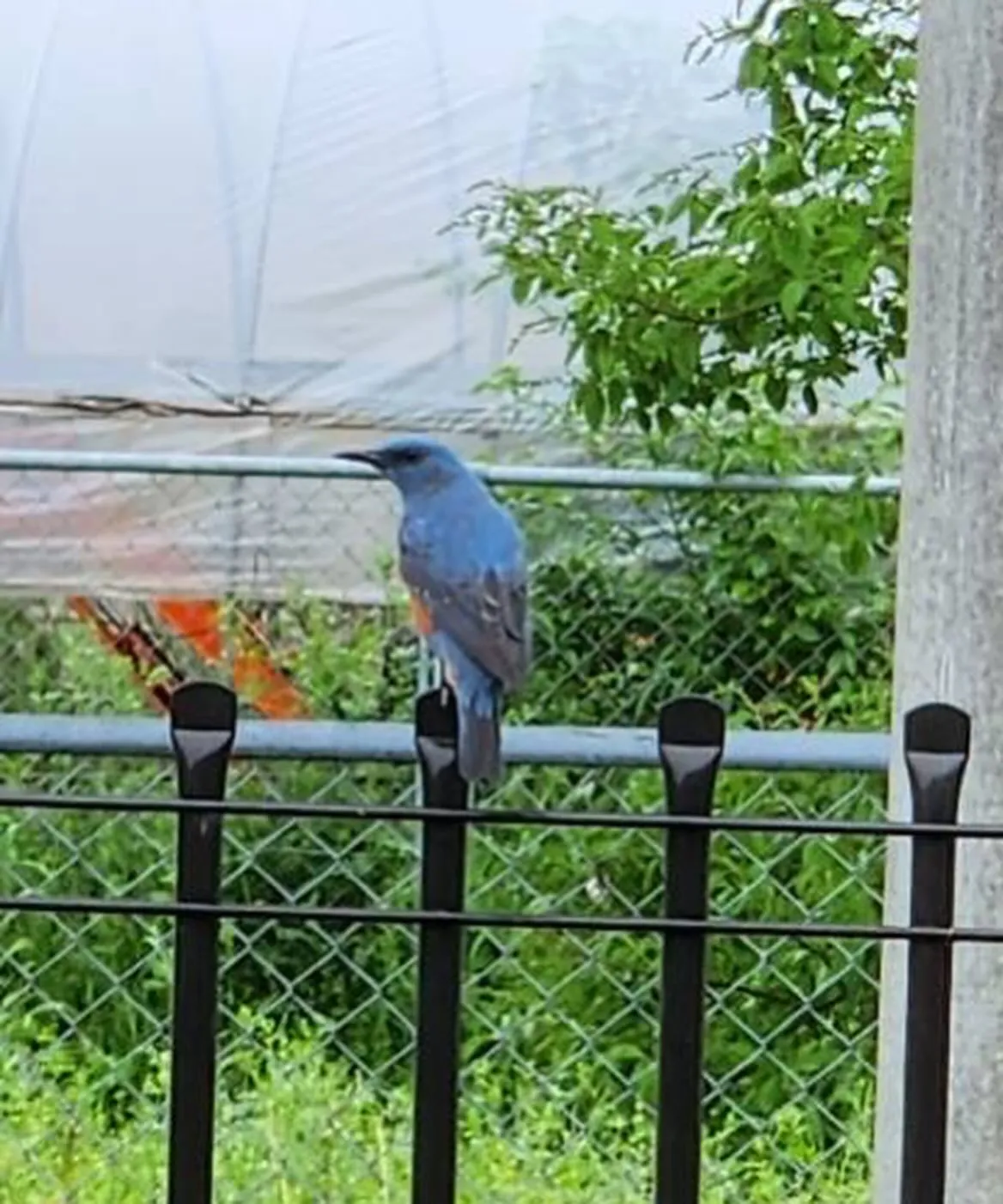 4月30日 木曜日🌳☔️