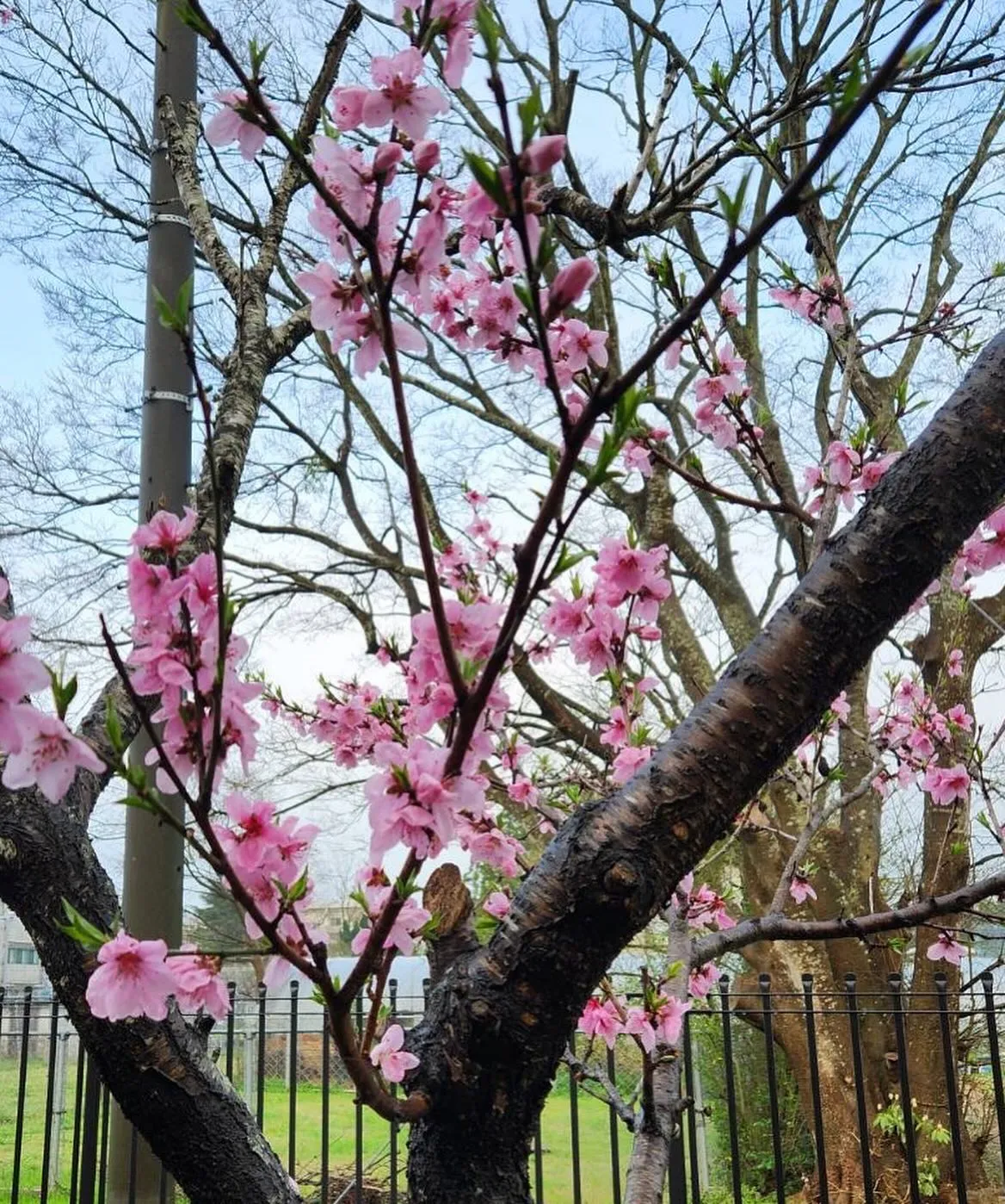 4月30日 木曜日🌳☔️