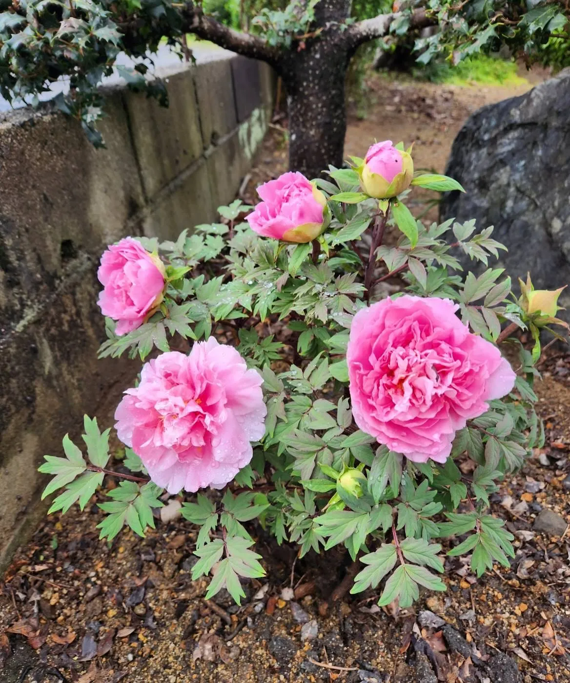 4月30日 木曜日🌳☔️