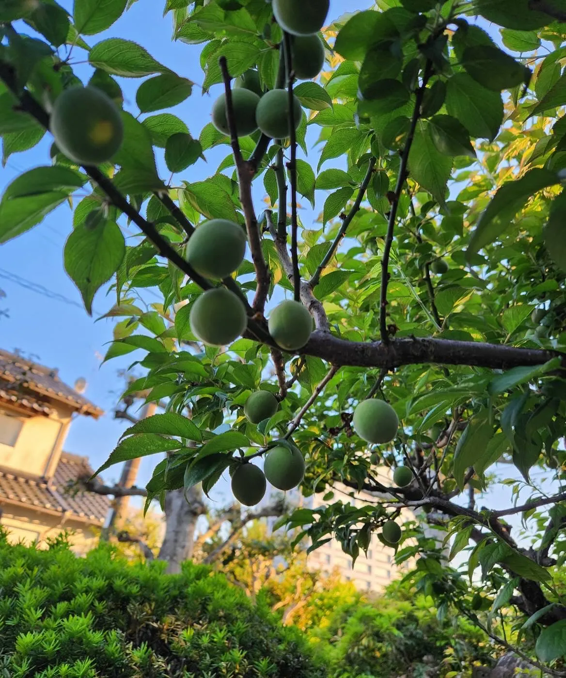 5月5日 火曜日🎏