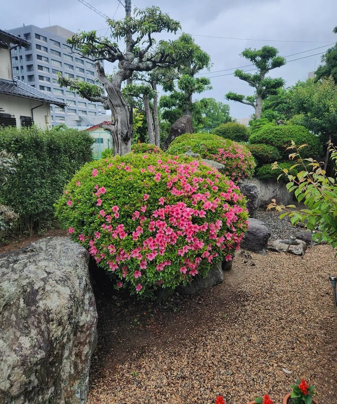 5月22日 金曜日💐