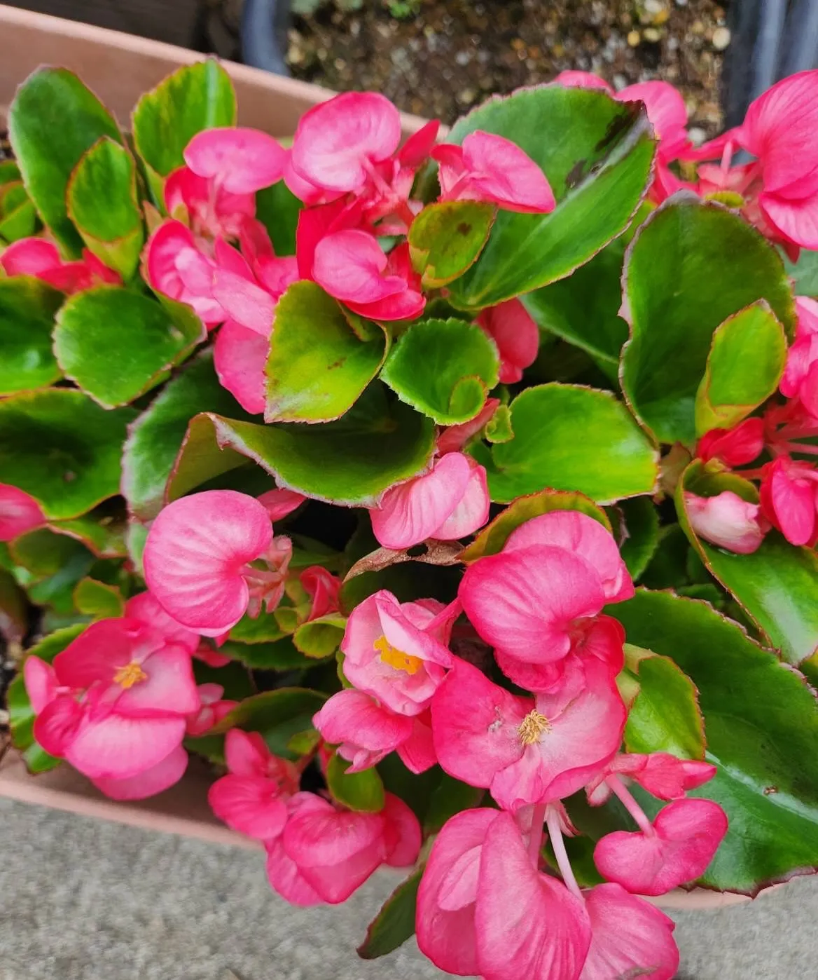5月27日 水曜日☀️