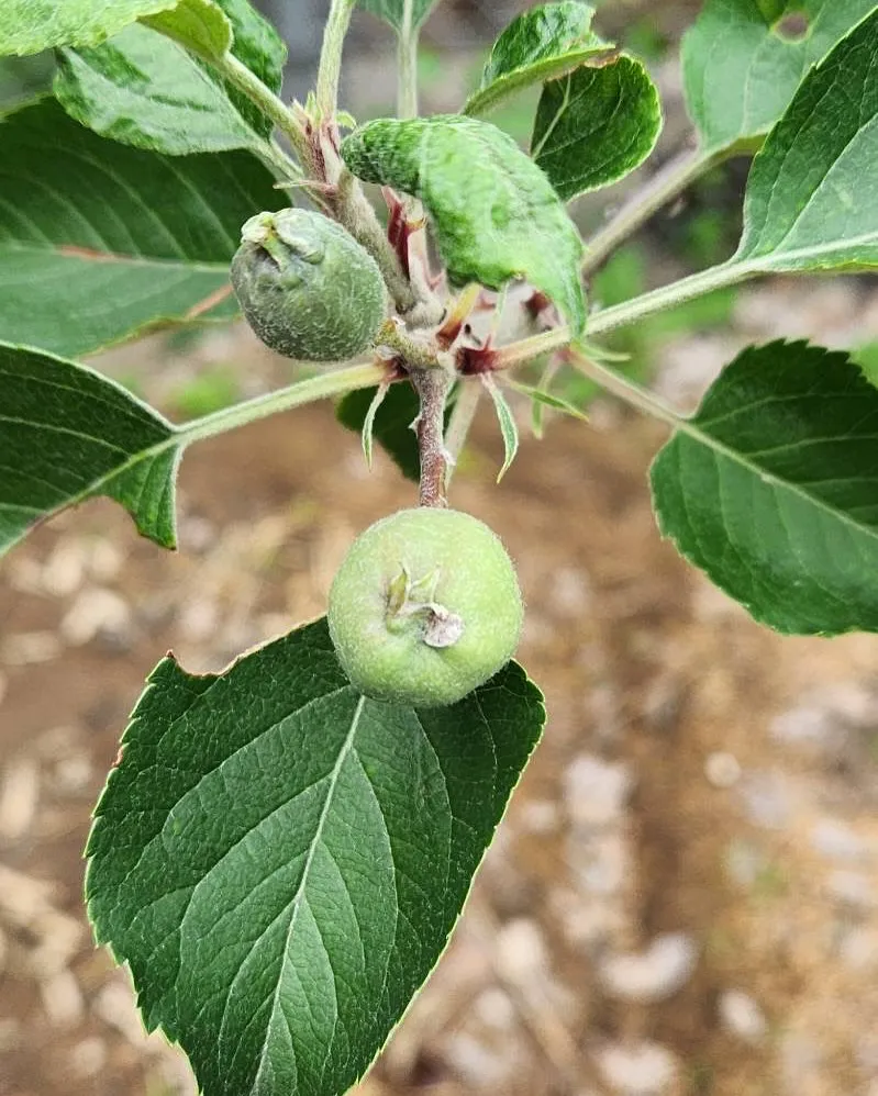 5月28日 木曜日🍎