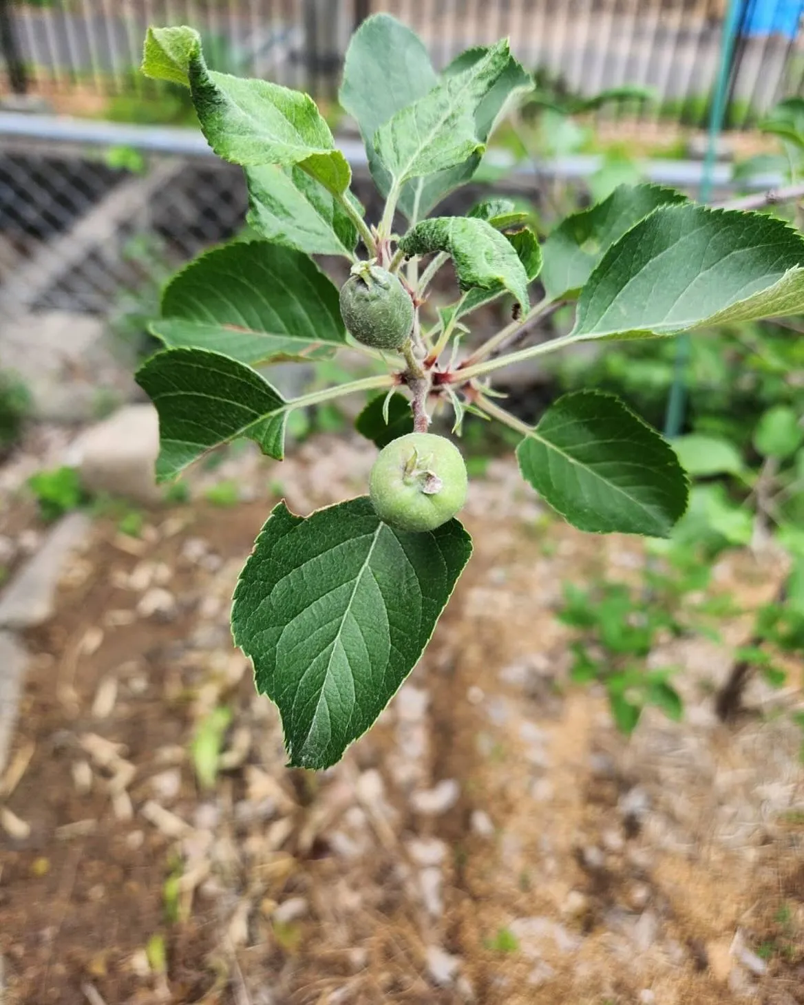 5月28日 木曜日🍎