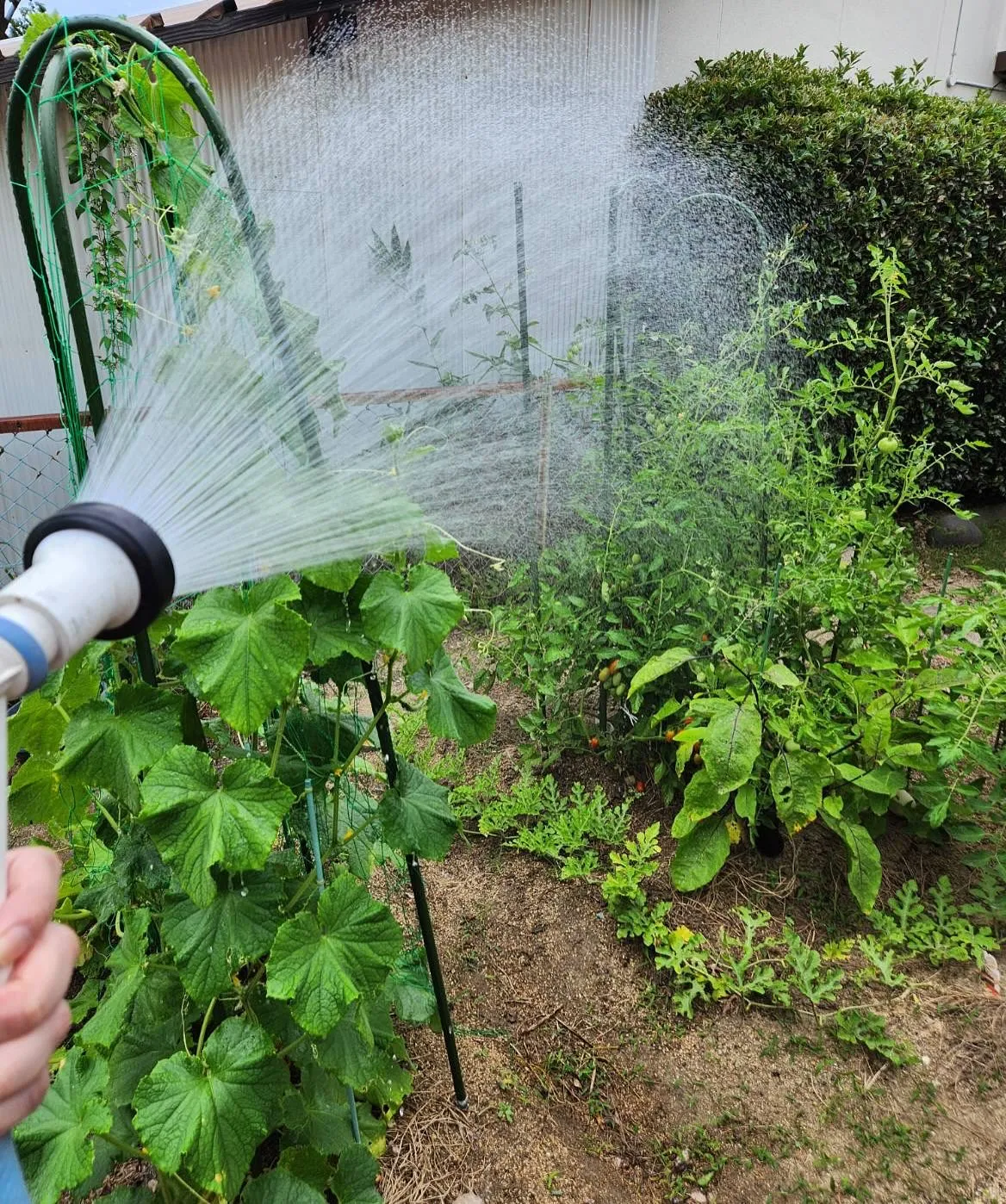 7月15日 水曜日☀️
