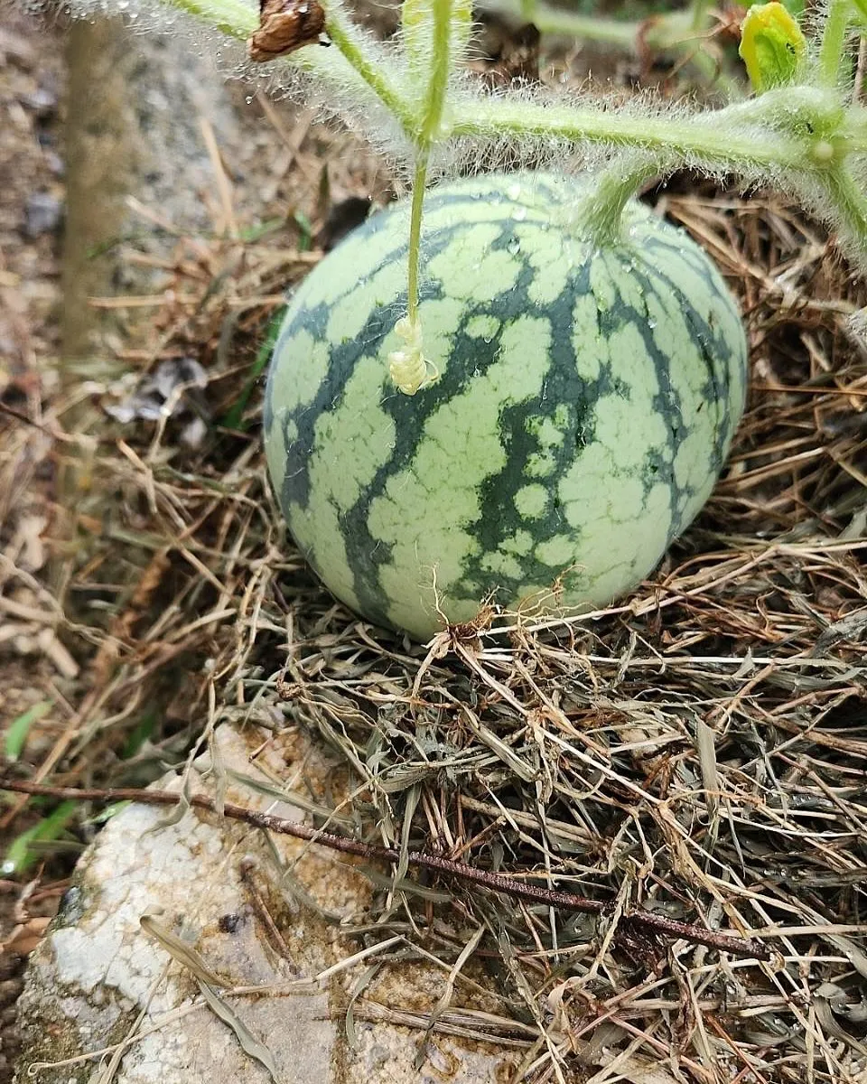 7月22日 水曜日🍉
