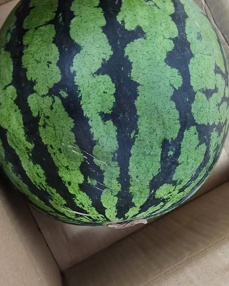 7月28日 火曜日🥵🫨