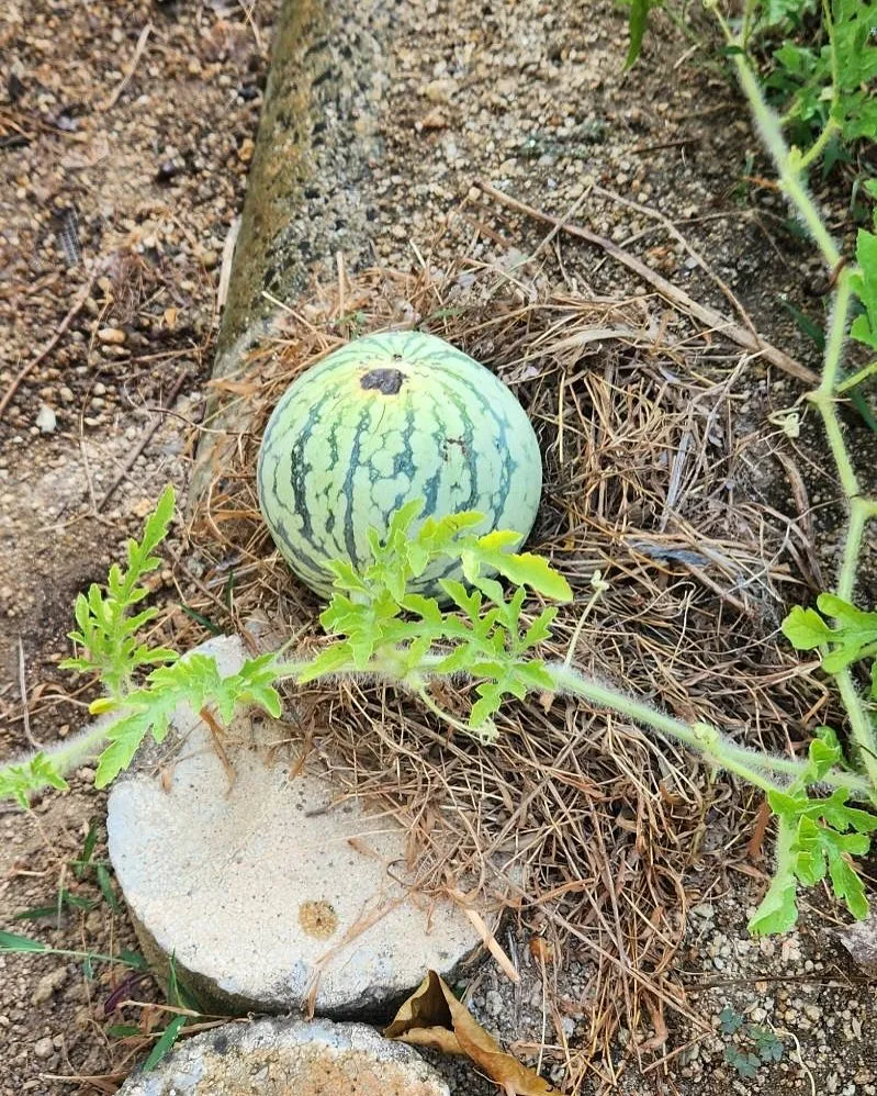 7月31日金曜日🍉