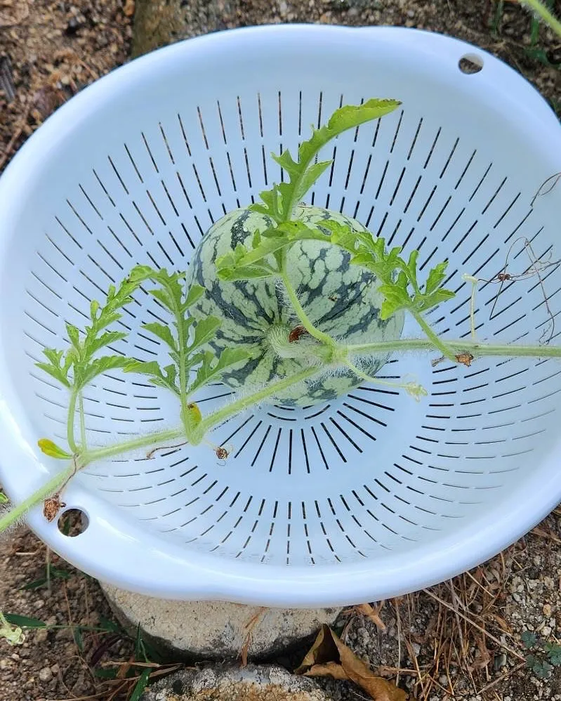 7月31日金曜日🍉