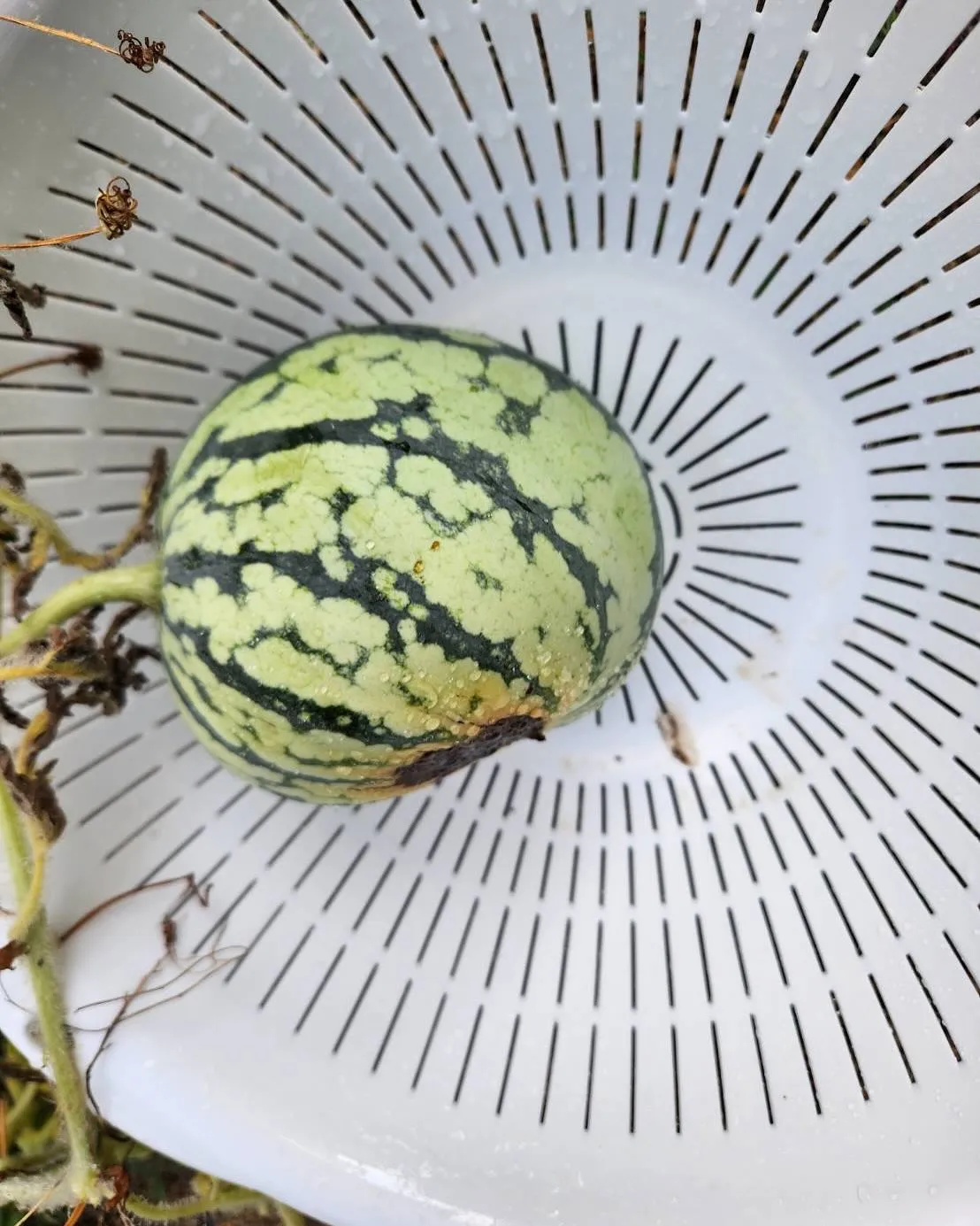 8月3日 火曜日🥵