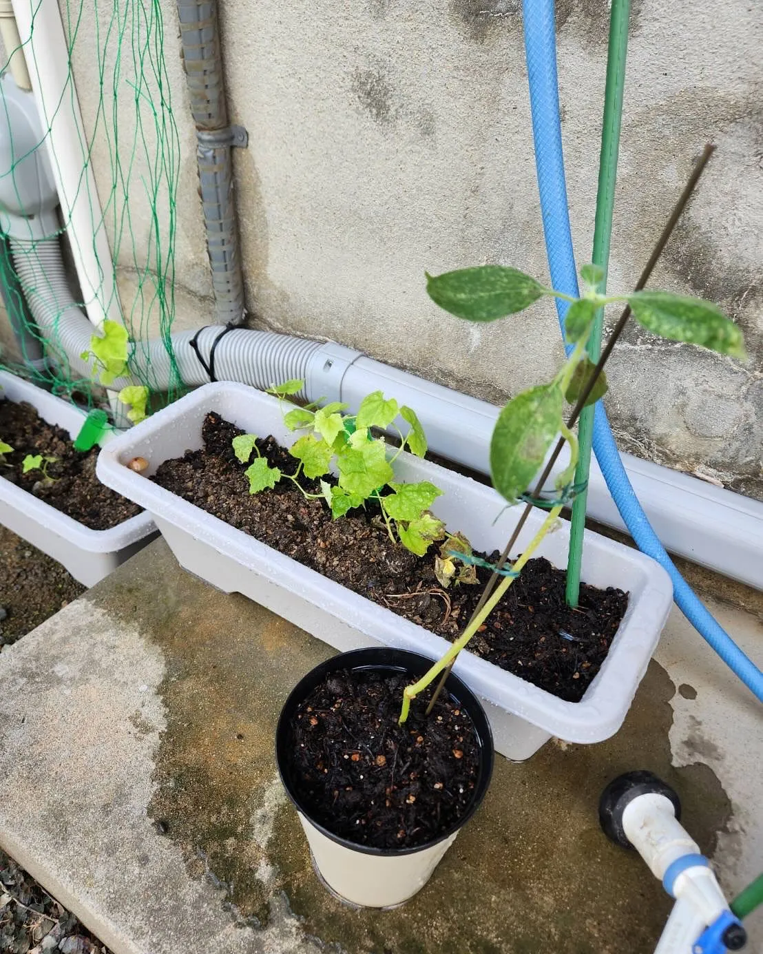 8月11日　火曜日🍄