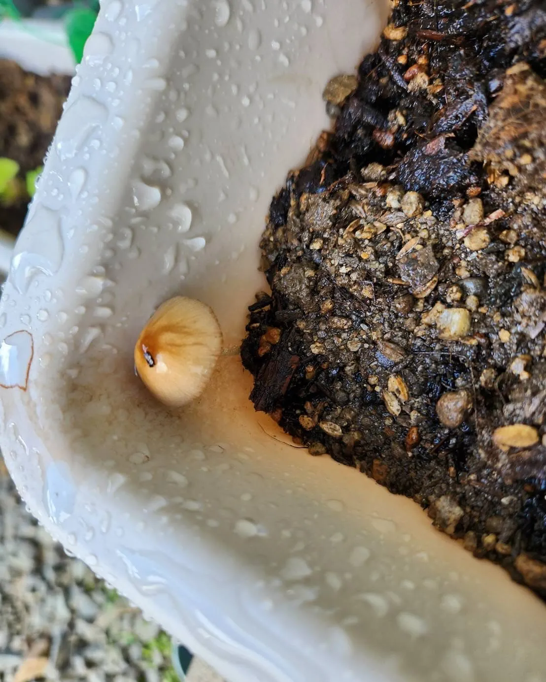 8月11日　火曜日🍄
