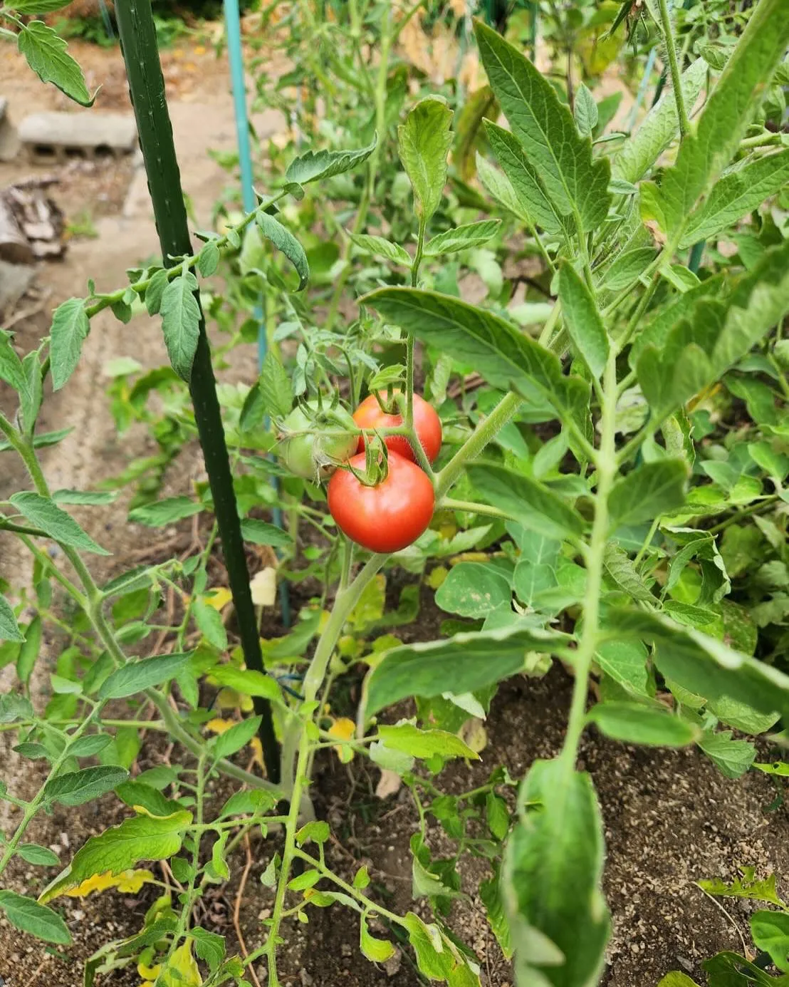 8月13日木曜日🍅