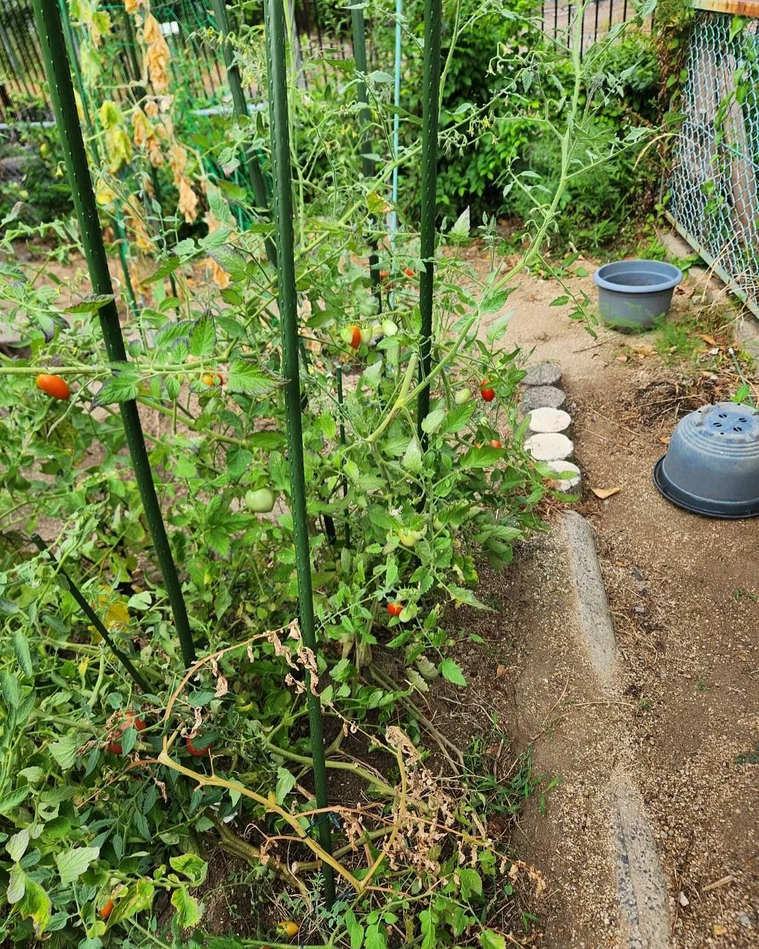 8月13日木曜日🍅